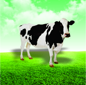 牛檢測(cè)項(xiàng)目