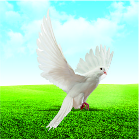 鴿病檢測(cè)項(xiàng)目