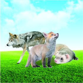 特種經濟動物檢測項目